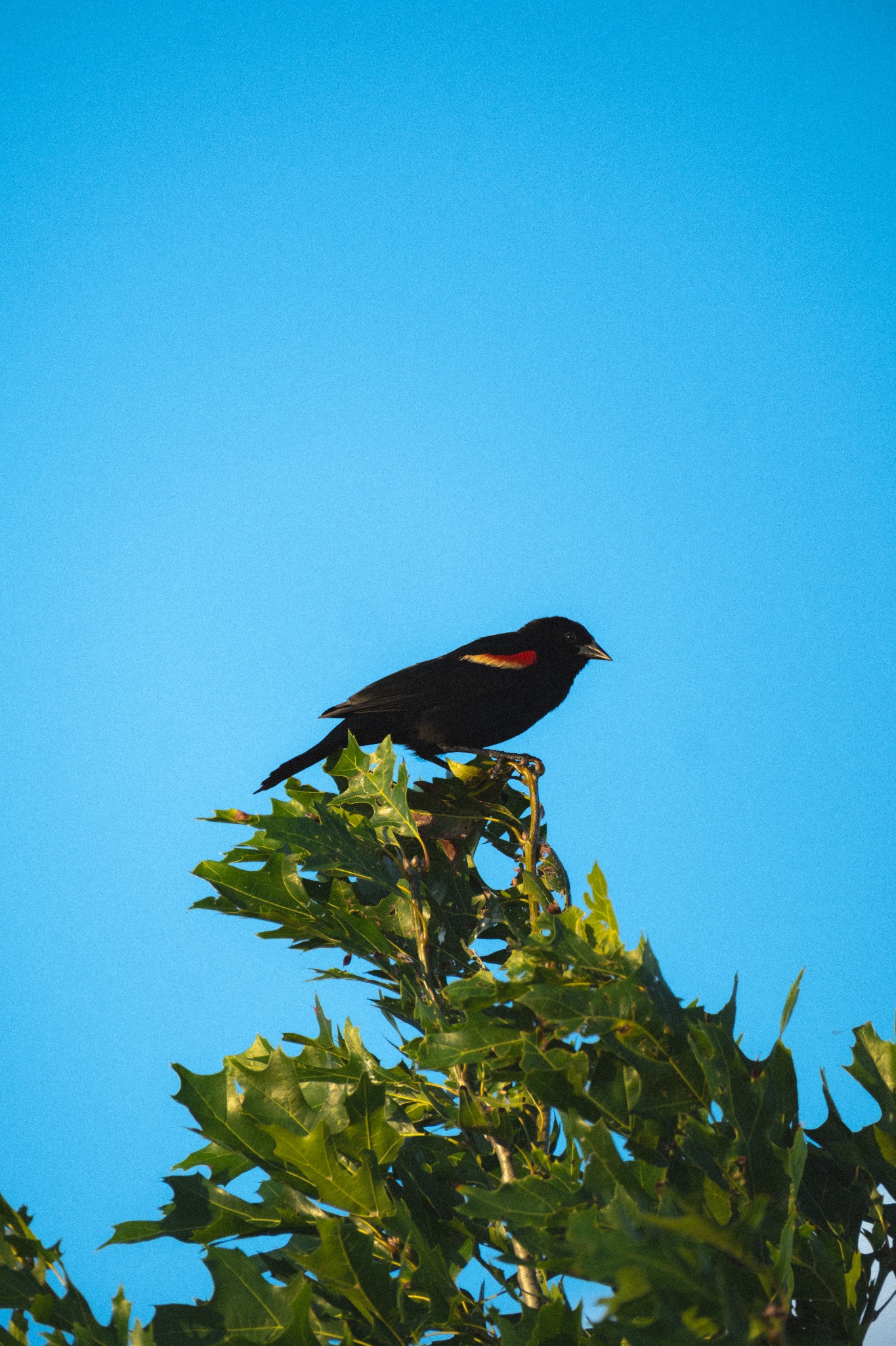A black bird with a red and yellow wing patch perched above green leaves against a clear blue sky