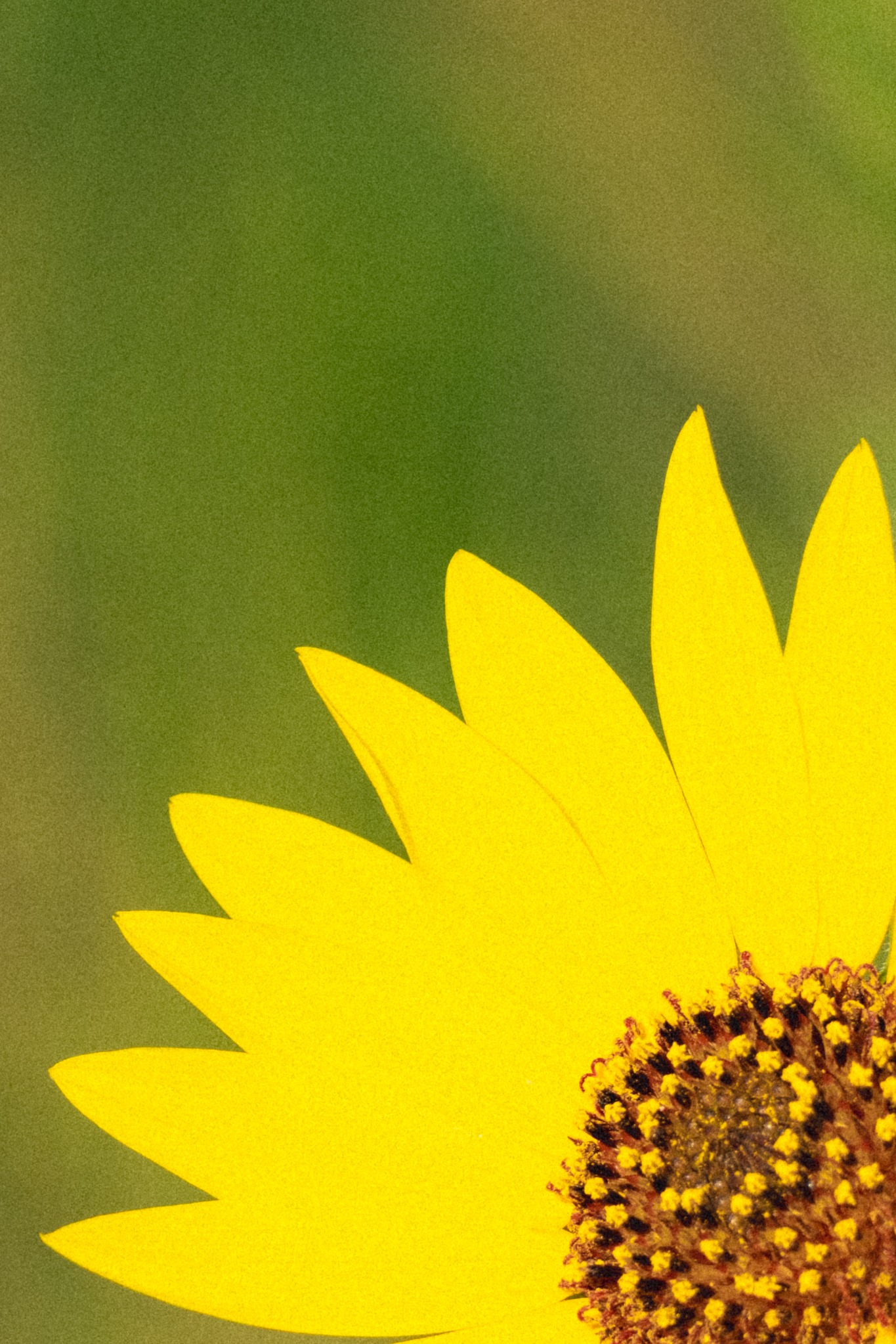 Close-up of bright yellow sunflower petals and a dark center against a softly blurred green background